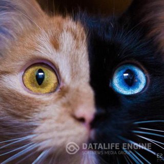Кимера — восхитительная двуликая кошка-химера, мутация которой украдет ваше сердце