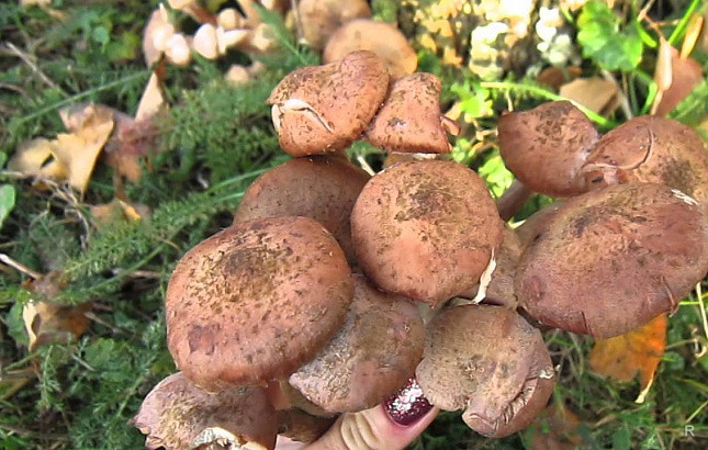 Из-за аномального тепла в российских лесах начался грибной сезон.