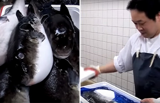 Смертельный деликатес: в Японии объявили тревогу после продажи ядовитой рыбы фугу