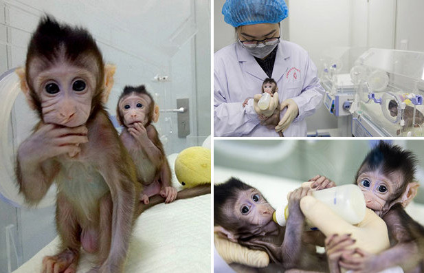 В Китае впервые клонировали приматов по методу овечки Долли