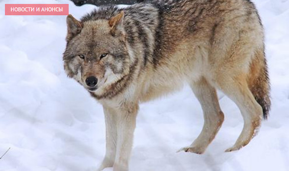 Житель Москвы поймал волчицу в ошейнике