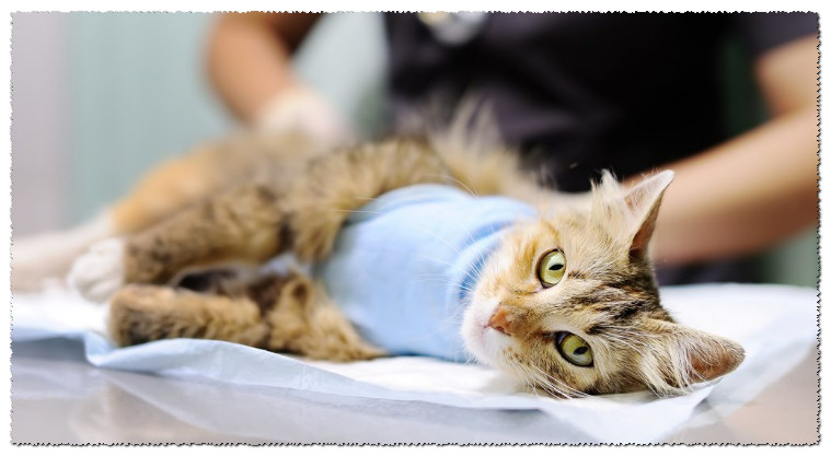 Всё, что нужно знать про стерилизацию кошек